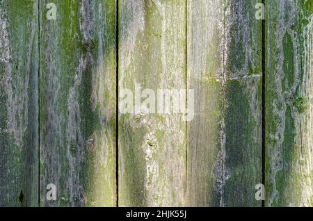 Old rustic barn wood wall covered with green lichen - closeup of board wall with tree shadows and natural pattern Stock Photo
