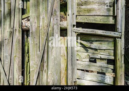Old rustic barn wood wall covered with green lichen - closeup of board wall with natural pattern Stock Photo