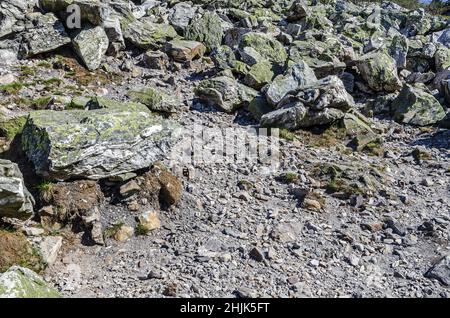 The rock slide in the mountains - boulders covered with lichens. Natural texture of mountain terrain Stock Photo