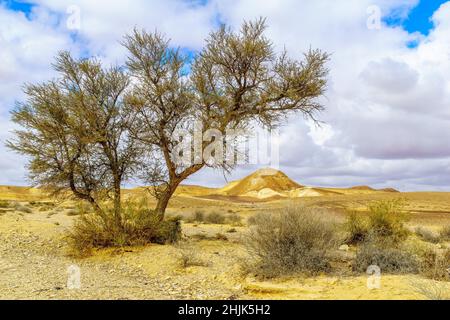 Winter view of desert landscape in Kedar valley, Massive Eilat Nature Reserve, southern Israel Stock Photo