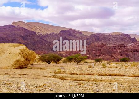 Winter view of desert landscape in the Shkhoret Canyon, with acacia tree, Massive Eilat Nature Reserve, southern Israel Stock Photo