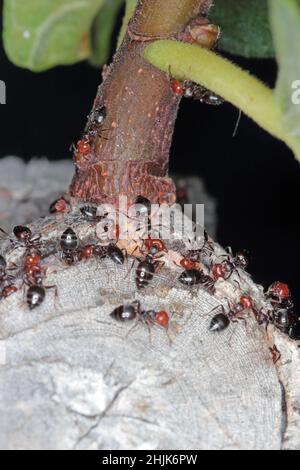 Close-up of a trio of red-headed ants (Crematogaster scutellaris) caring for scales - Coccidae on a fig tree in Croatia Europe. Stock Photo