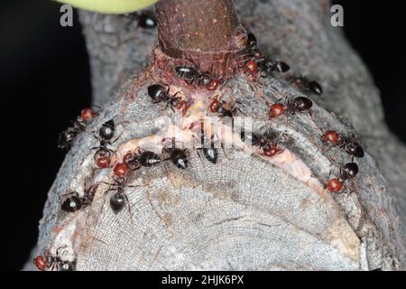 Close-up of a trio of red-headed ants (Crematogaster scutellaris) caring for scales - Coccidae on a fig tree in Croatia Europe. Stock Photo