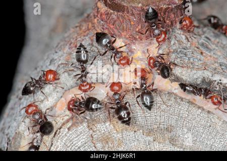 Close-up of a trio of red-headed ants (Crematogaster scutellaris) caring for scales - Coccidae on a fig tree in Croatia Europe. Stock Photo