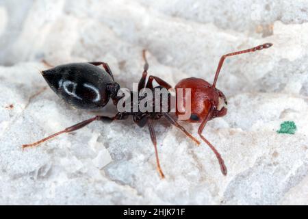 Close-up of a trio of red-headed ants (Crematogaster scutellaris) on a leaf on a building wall in Croatia Europe. Stock Photo