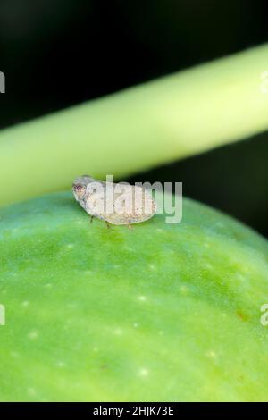 Small insect a member of Issid Planthoppers belongs to the family Issidae, crawling on the fig fruit. Stock Photo