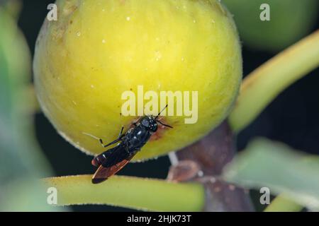 Black Soldier Fly - latin name is Hermetia illucens.  Close-up of fly sitting on a ripe fig. This species is used in the production of protein. Stock Photo