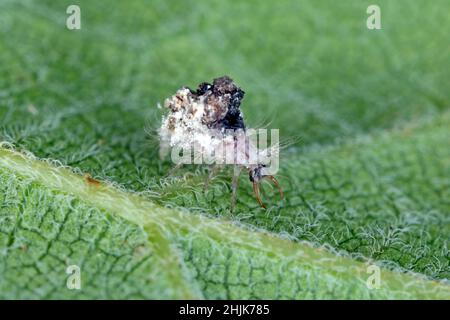 lacewing larva (Neuroptera: Chrysopidae). A predator that hunts other small animals. Stock Photo