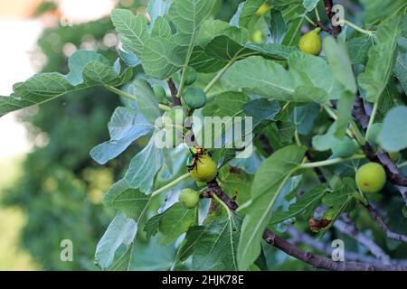 Beetles of cetoniidae (Flower chafers) eating ripe fruit figs. Stock Photo