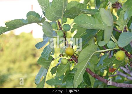 Beetles of cetoniidae (Flower chafers) eating ripe fruit figs. Stock Photo