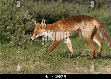 Young Red Fox, the largest of the true foxes,  walking and jawning showing his teeth  in a dune area near Amsterdam Stock Photo