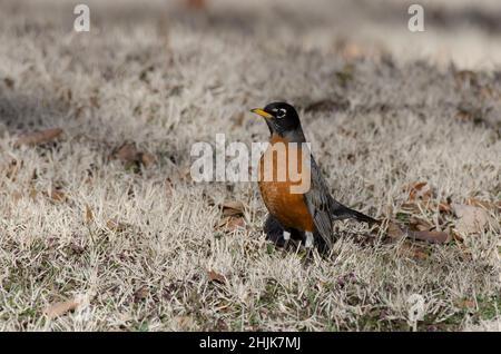 American Robin, Turdus migratorius Stock Photo