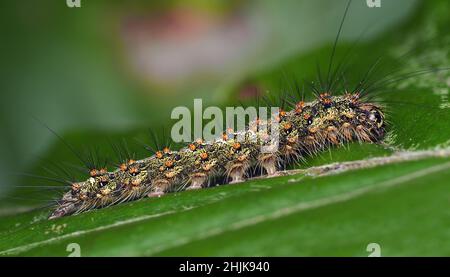 Red Necked Footman moth caterpillar (Atolmis rubricollis) at rest on beech leaf. Tipperary, Ireland Stock Photo