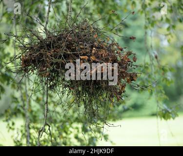 Witch's Broom (Taphrina betulina) on a birch tree. Tipperary, Ireland Stock Photo
