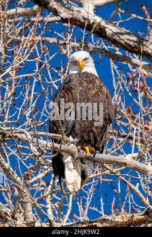 American Bald Eagle (Haliaeetus leucocephalus); perched in a Cottonwood Tree overlooking the South Arkansas River; Salida; Colorado; USA Stock Photo
