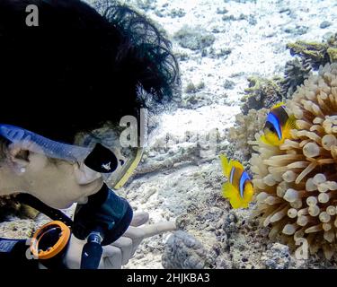 A diver observing a pair of Red Sea Anemonefish (Amphiprion bicinctus) in Egypt Stock Photo