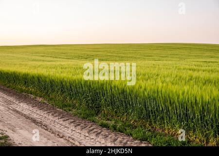 Green barley field. Juicy fresh ears of young green barley on nature in summer field. Stock Photo