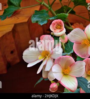 Begonia Tuberhybrida tender white pink flowers, close up - floral background. Bright flowers of tuberous begonia - floriculture, homeplant growing, ga Stock Photo