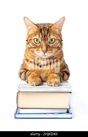 Domestic cat with glasses on a stack of books on a white background. Stock Photo