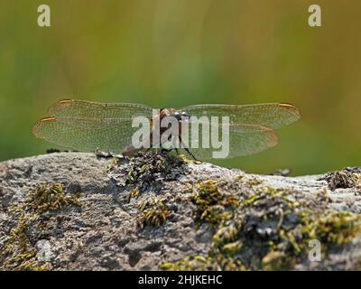 Dragonfly with glittering wings spread resting on mossy rock in high Summer in Yorkshire,England, UK Stock Photo