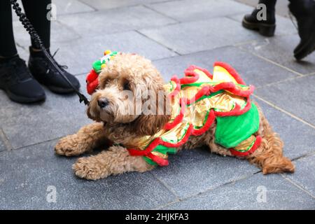 Cockapoo dog dressed up in costume for Chinese New Year in Soho London UK Stock Photo Alamy