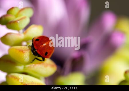 Detail of a red ladybug on leaves of a succulent plant, seen from behind Stock Photo