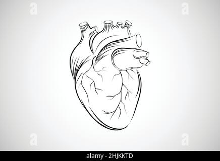 Hand-drawn line art human heart vector illustration Stock Vector