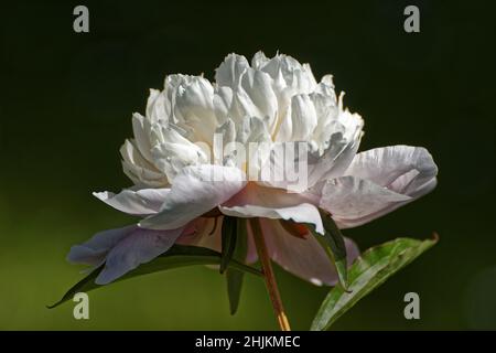 Photo Peony (lat. Paeónia) - genus of herbaceous perennials. The only genus of the family peony (Paeoniaceae). garden flowers Stock Photo
