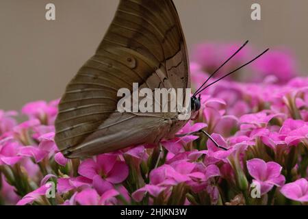 Ein brauner Schmetterling sitzt auf pinkfarbenen Blüten  in der Allgäuer Schmetterling Erlebniswelt, einem Schmetterlingspark mit Gewächshäusern volle Stock Photo