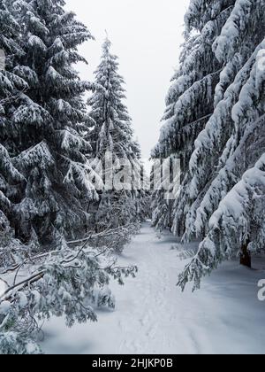 Winter forest with spruce and a lot of white snow, footpath in the forest in mountains. Winter season in mountains. Stock Photo