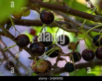 blackcurrant berries ripen in the garden, in summer Stock Photo