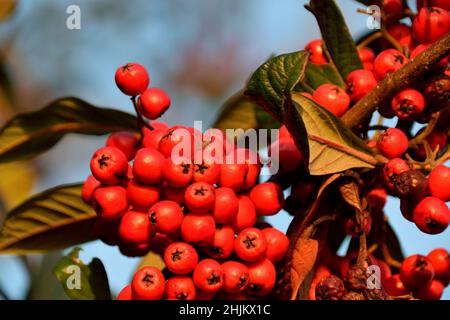Red winter berries on a Late Cotoneaster bush on a sunny Winter's day Stock Photo