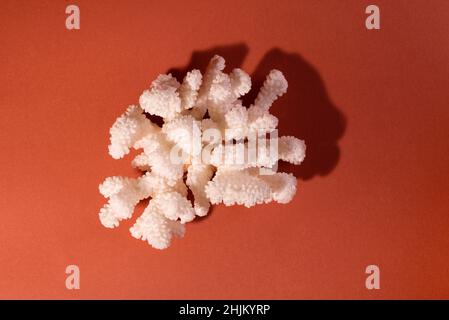 White Sea Coral on a brick color background. Stock Photo