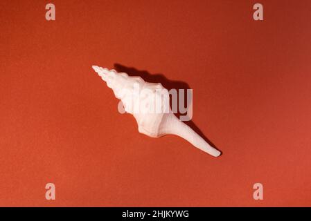 White Seashell on a brick color background. Stock Photo