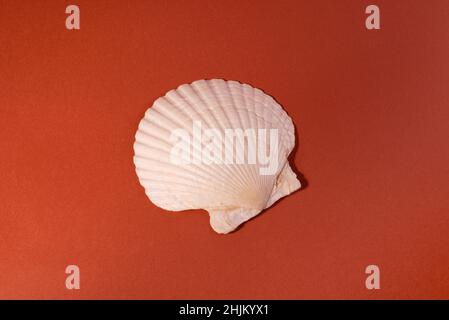 White Seashell on a brick color background. Stock Photo
