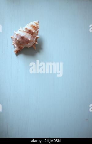 A shell of marine gastropod on a white textured wood leaving room for texts or graphics, (copy space) Stock Photo
