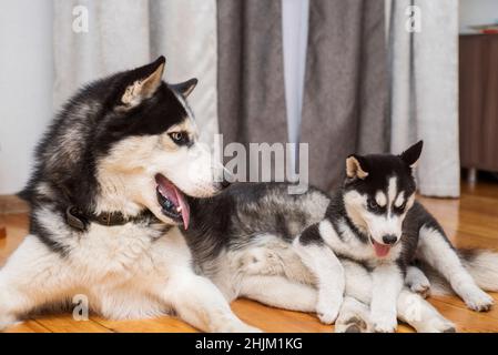 Two husky dogs are playing indoor at home. Mother dog playing with her little puppy. Stock Photo
