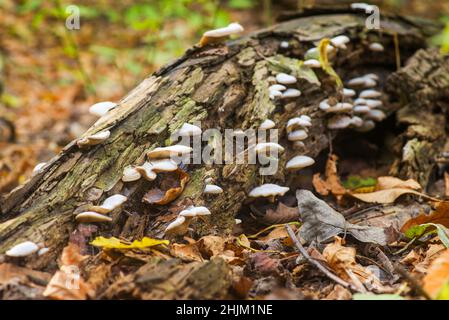 A lot of white mushrooms are growing on a dead tree trunk. White mushrooms growing on the trunk of a fallen tree Stock Photo