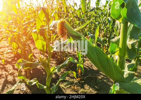 Cornfield at sunset. Image of an ear of corn in an organic corn field Stock Photo