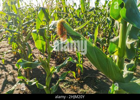 Cornfield at sunset. Image of an ear of corn in an organic corn field Stock Photo