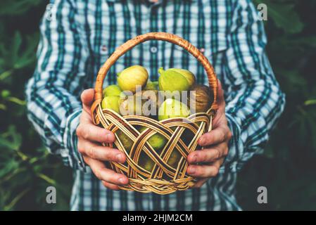 A man holding basket full of ripe figs in his hands. Fresh figs in basket in male hands on a background of leaves. Stock Photo