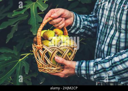 A man holding basket full of ripe figs in his hands. Fresh figs in basket in male hands on a background of leaves. Stock Photo