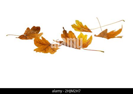 Brown dry maple fallen leaves heap isolated on white. Autumn season. Stock Photo