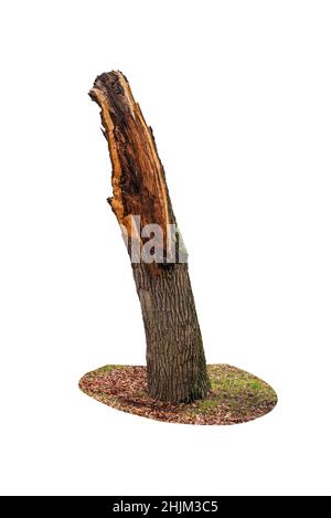 Big broken tree trunk stump isolated on white background. Stump of broken tree. Stock Photo