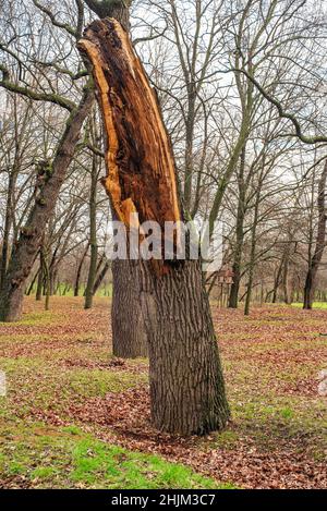 Big broken tree trunk stump. Broken tree stump in the forest or in the park. Broken tree trunk. Stock Photo