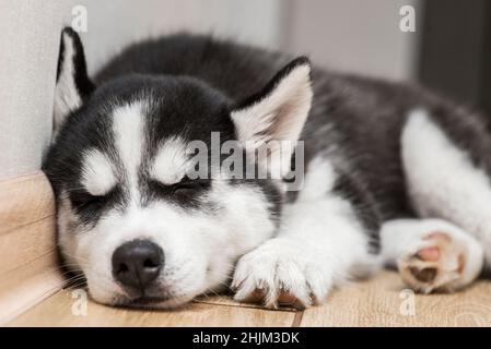 Husky puppy is sleeping on the floor. Cute puppy of husky is sleeping. Stock Photo