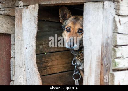 Dog with sad eyes looking out from window of dog house. Sad dog in an old booth. Stock Photo