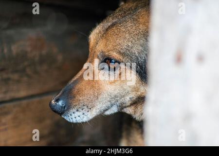 Dog with sad eyes looking out from window of dog house. Sad dog in an old booth. Stock Photo