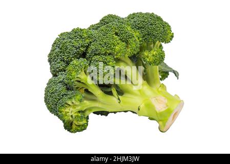 Broccoli isolated on a white background. A branch of fresh green broccoli. Healthy food. Stock Photo