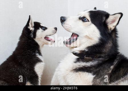 Husky and husky puppy bark and look at each other. Two siberian husky are playing with each other indoor. Stock Photo